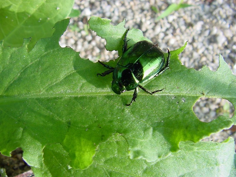 A bug in the morning; DISPLAY FULL IMAGE.