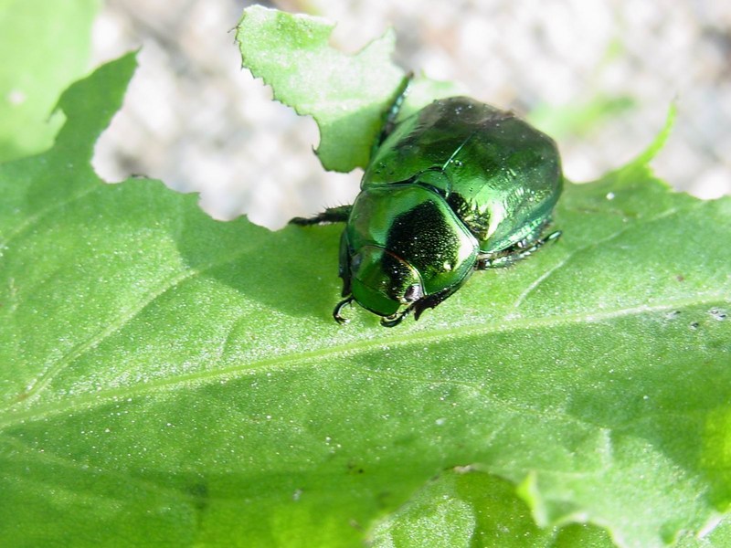 A bug in the morning; DISPLAY FULL IMAGE.