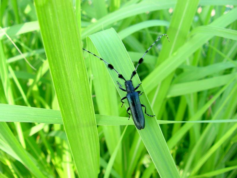 남색초원하늘소 Agapanthia pilicornis (Agapanthia Long-horned Beetle); DISPLAY FULL IMAGE.