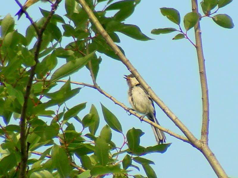 Marsh tit calls; DISPLAY FULL IMAGE.