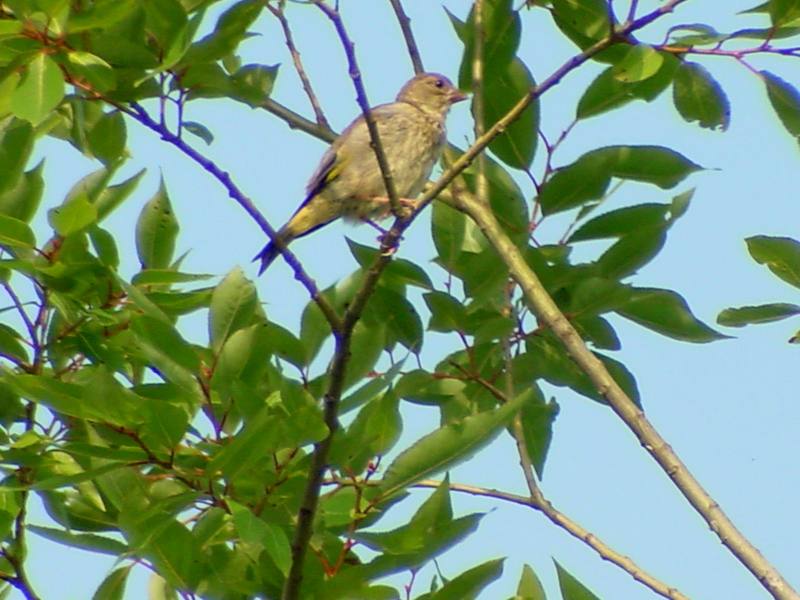 A unknown bird; DISPLAY FULL IMAGE.