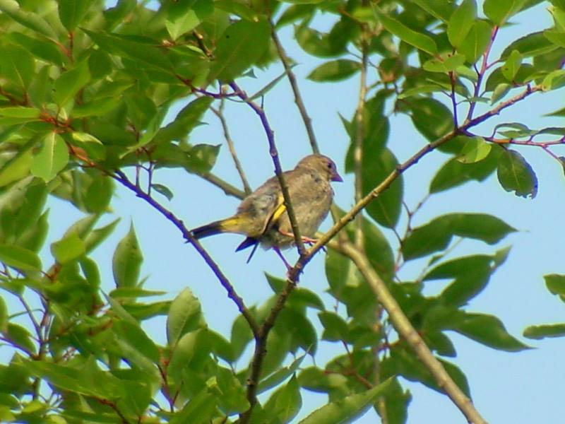 A unknown bird; DISPLAY FULL IMAGE.
