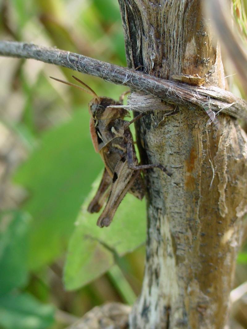 young grasshopper; DISPLAY FULL IMAGE.
