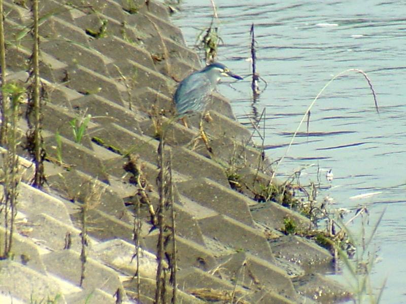 Green-backed Heron{!--검은댕기해오라기-->; DISPLAY FULL IMAGE.