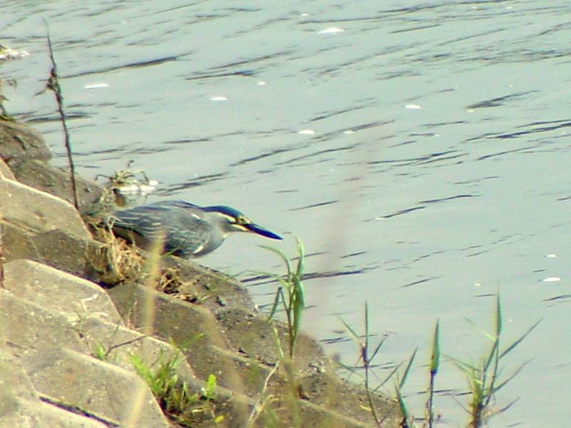 Green-backed Heron{!--검은댕기해오라기-->; DISPLAY FULL IMAGE.
