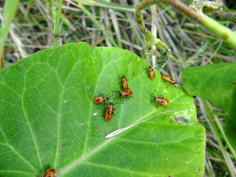 orange bugs (Nymphs of milkweed bug species); DISPLAY FULL IMAGE.