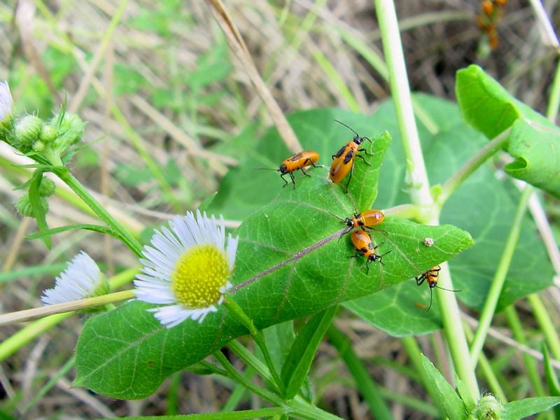 orange bugs (Nymphs of milkweed bug species); DISPLAY FULL IMAGE.