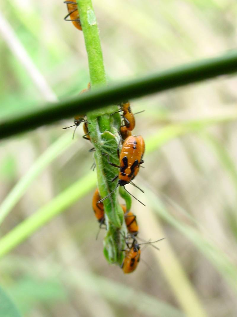 orange bugs (Nymphs of milkweed bug species); DISPLAY FULL IMAGE.