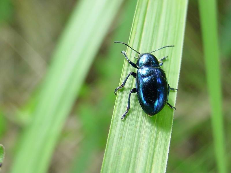 Chinese Chrysochus Leaf Beetle {!--중국청람색잎벌레-->; DISPLAY FULL IMAGE.