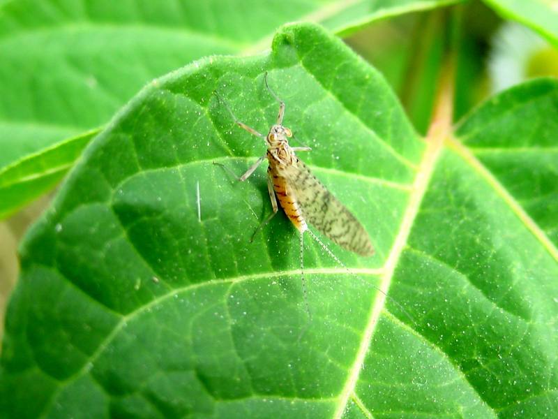 Mayfly{!--하루살이-->; DISPLAY FULL IMAGE.