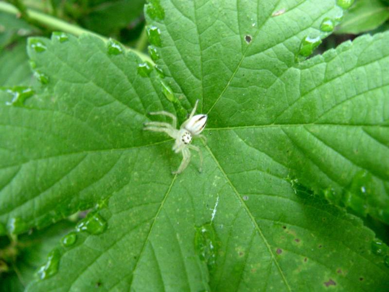 Spider{!--거미-->; DISPLAY FULL IMAGE.