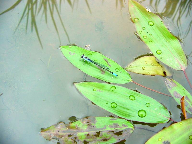 Damselfly; DISPLAY FULL IMAGE.