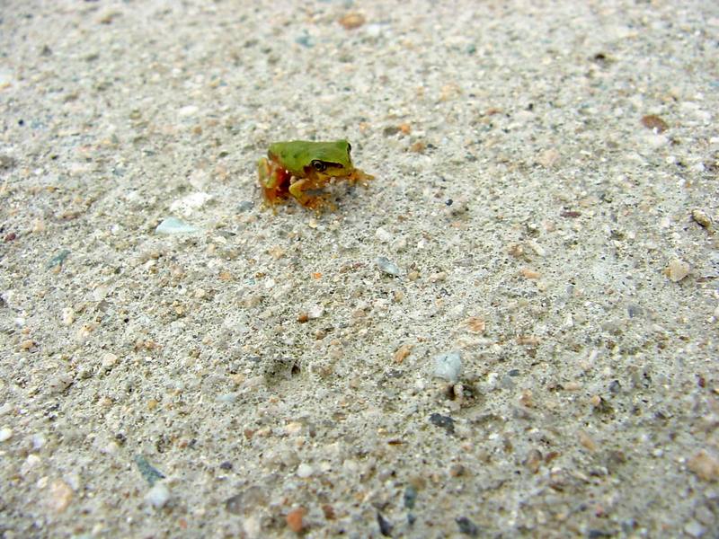 tree frog{!--청개구리-->; DISPLAY FULL IMAGE.