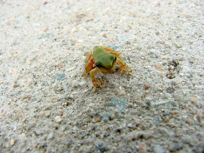 tree frog{!--청개구리-->; DISPLAY FULL IMAGE.