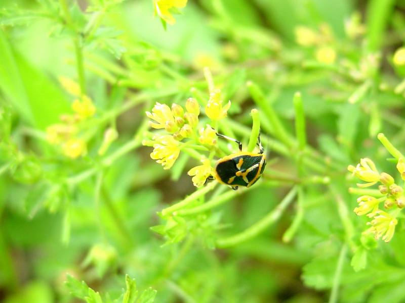 Shield bug (Eurydema gebleri){!--북쪽비단노린재-->; DISPLAY FULL IMAGE.