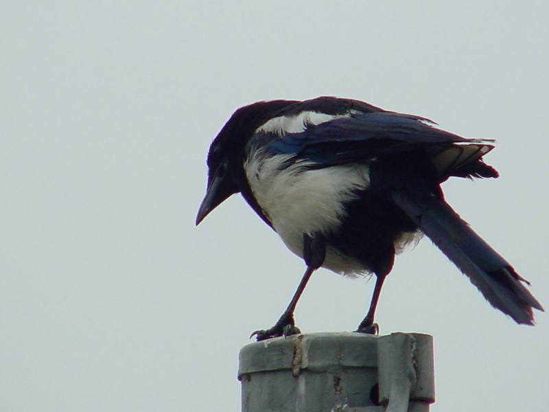 Black-billed Magpie{!--까치-->; DISPLAY FULL IMAGE.