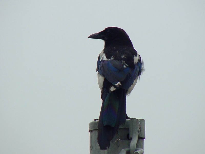 Black-billed Magpie{!--까치-->; DISPLAY FULL IMAGE.