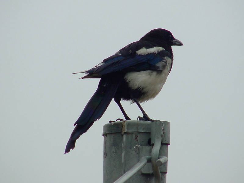 Black-billed Magpie{!--까치-->; DISPLAY FULL IMAGE.