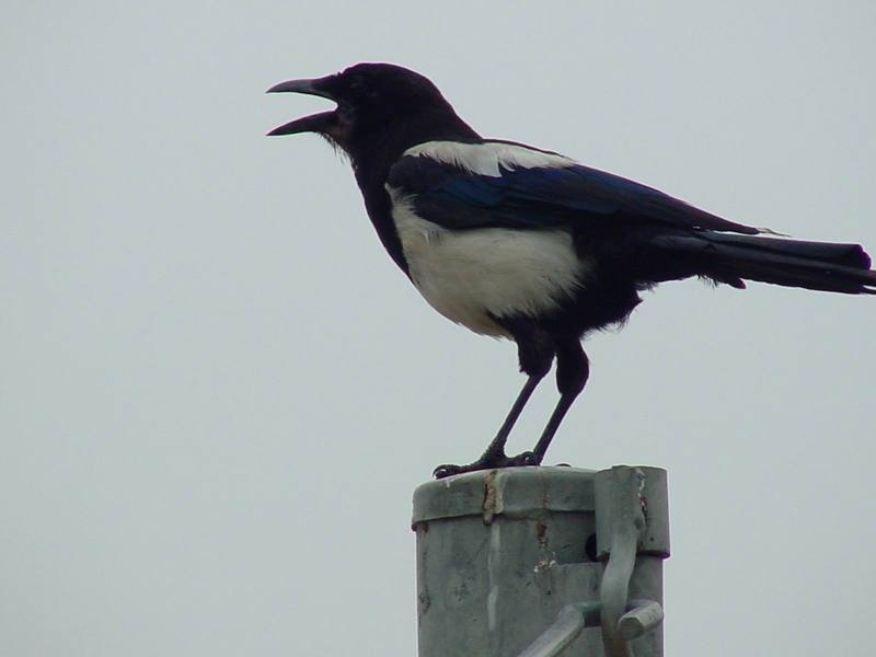 Black-billed Magpie{!--까치-->; DISPLAY FULL IMAGE.