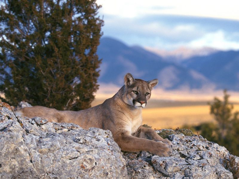 [Daily Photos 2002] Mountain Lion, Rocky Mountains; DISPLAY FULL IMAGE.