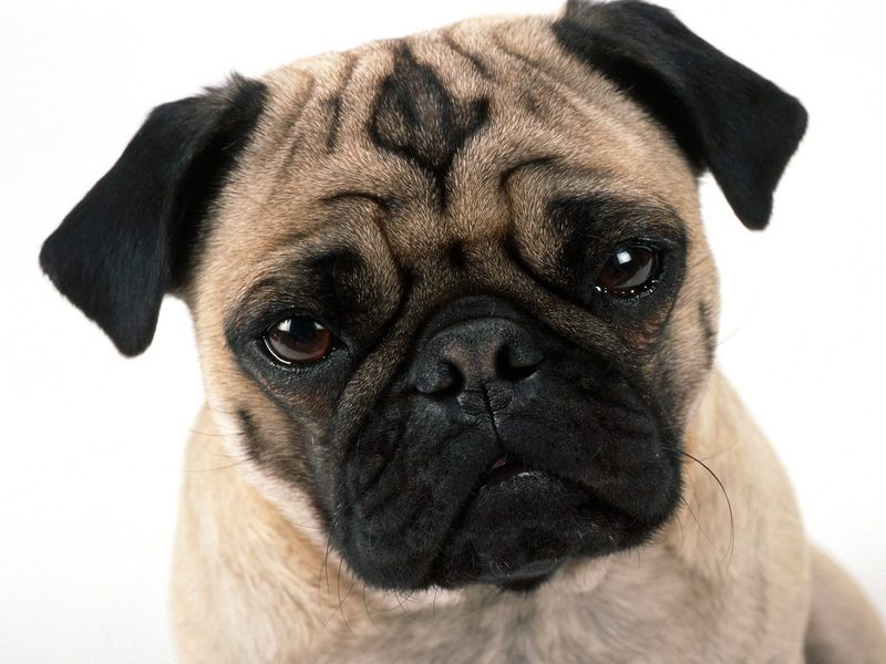 [Daily Photos 2002] Pug Mug; DISPLAY FULL IMAGE.