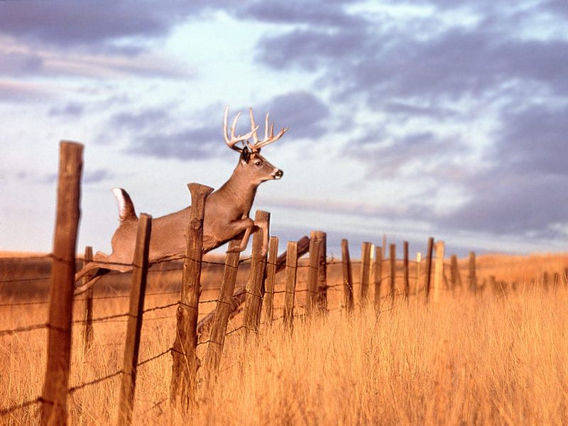 [Daily Photos 2002] Whitetail Deer jumping; DISPLAY FULL IMAGE.