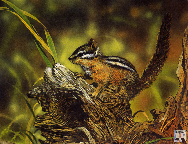 Catsmeat SDC 2003 - Weyer Wildlife Calendar 04: Chipmunk - acrylic painting by William Vanderdasson; DISPLAY FULL IMAGE.