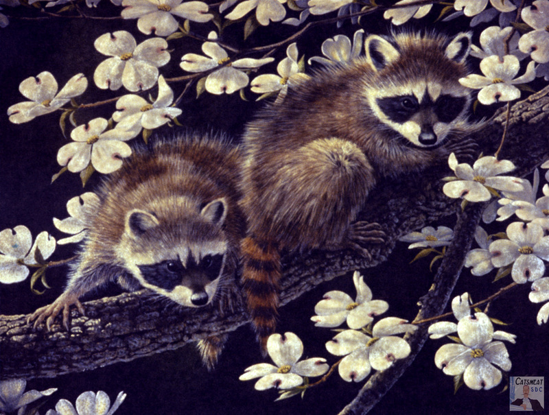 Catsmeat SDC 2004 - Weyer Wildlife Calendar 03: American Racoons by Wilhelm Goebel; DISPLAY FULL IMAGE.