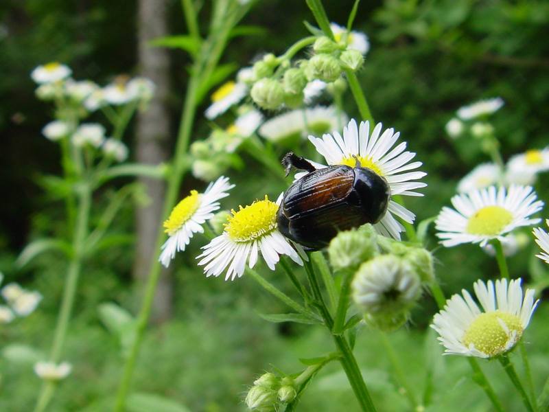 Beetle; DISPLAY FULL IMAGE.