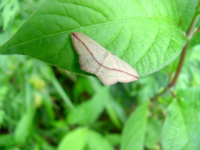 Moth; DISPLAY FULL IMAGE.