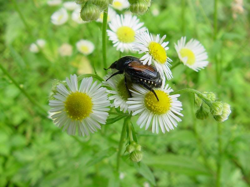 Beetle; DISPLAY FULL IMAGE.