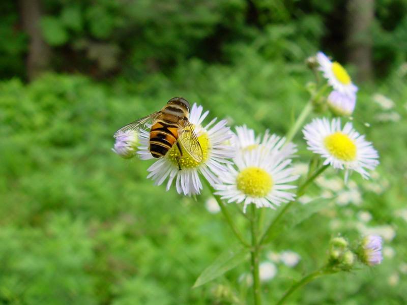 hoverfly; DISPLAY FULL IMAGE.