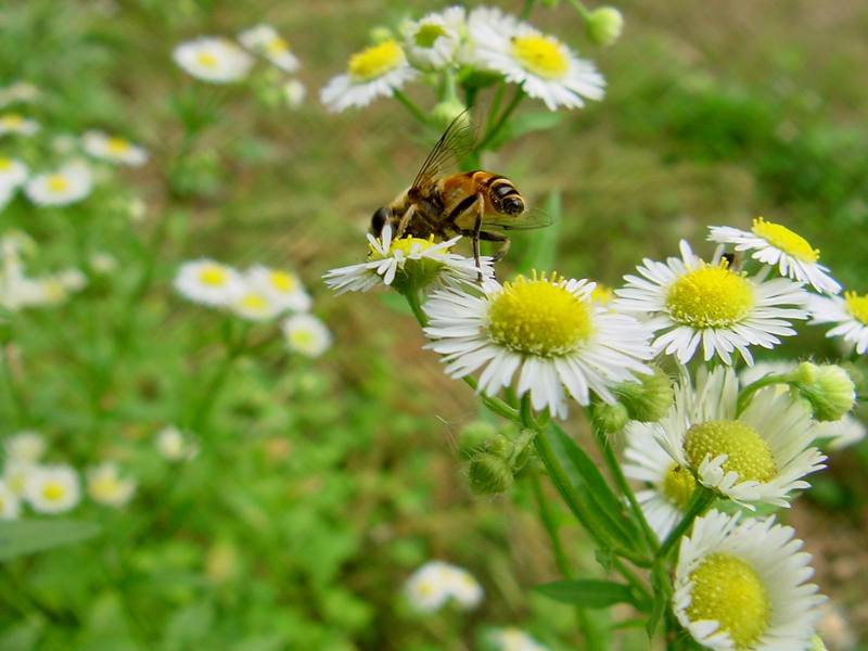 Hoverfly; DISPLAY FULL IMAGE.