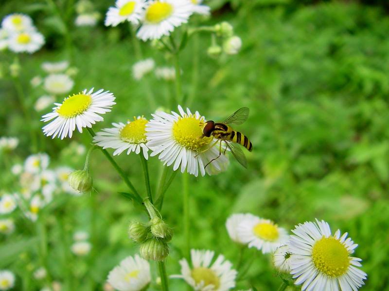 Hoverfly -- 쟈바꽃등에 Allograpta javana (Javan hoverfly); DISPLAY FULL IMAGE.