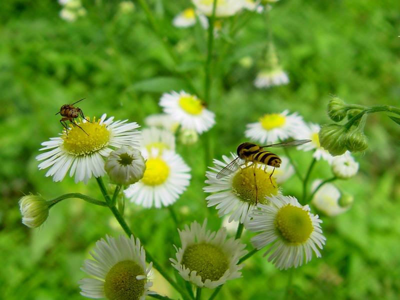 Hoverfly and fly -- 쟈바꽃등에 Allograpta javana (Javan hoverfly); DISPLAY FULL IMAGE.