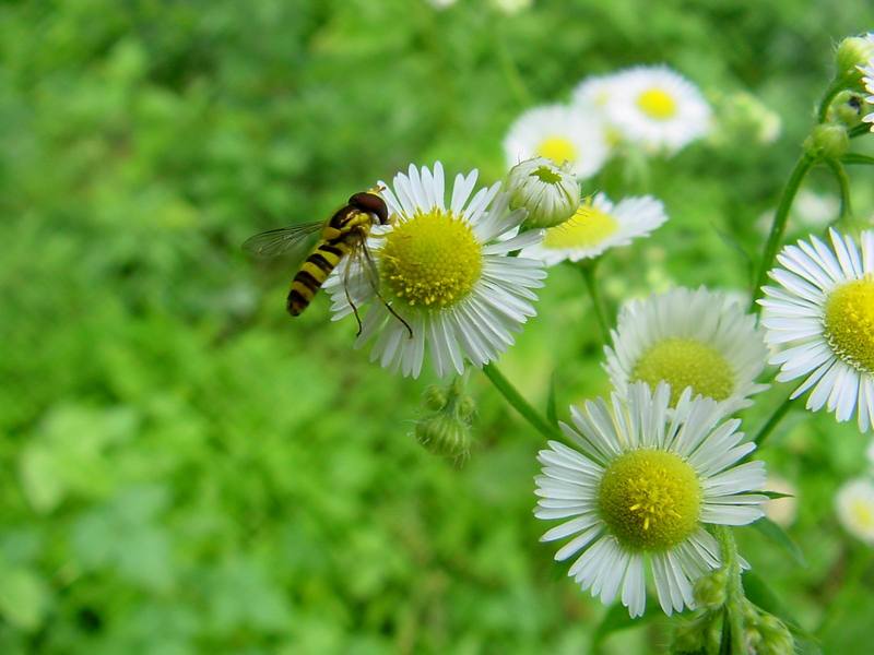 Hoverfly -- 쟈바꽃등에 Allograpta javana (Javan hoverfly); DISPLAY FULL IMAGE.