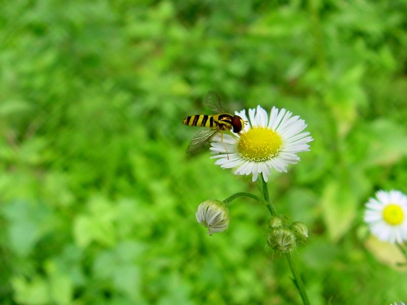 Hoverfly -- 쟈바꽃등에 Allograpta javana (Javan hoverfly); DISPLAY FULL IMAGE.