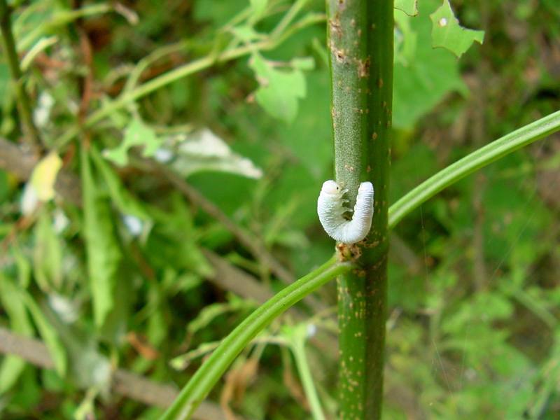 Caterpillar; DISPLAY FULL IMAGE.