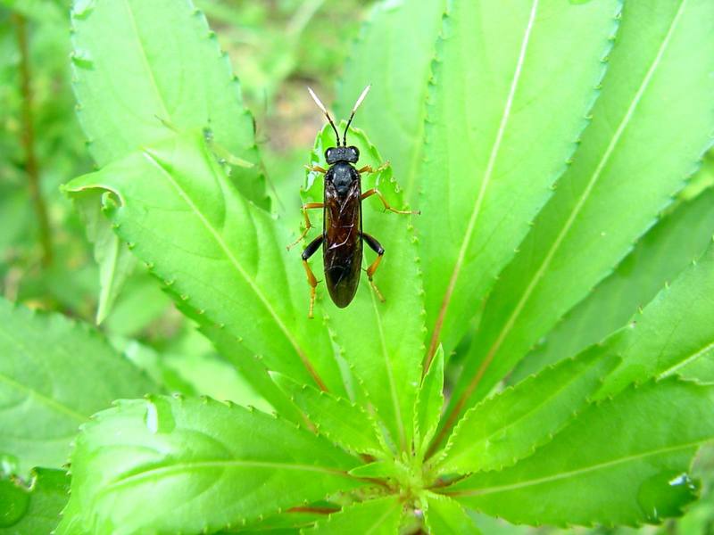 Stink bug like insect; DISPLAY FULL IMAGE.