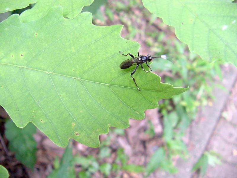 Stink bug like insect; DISPLAY FULL IMAGE.