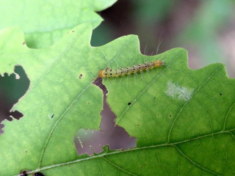 Caterpillar; DISPLAY FULL IMAGE.