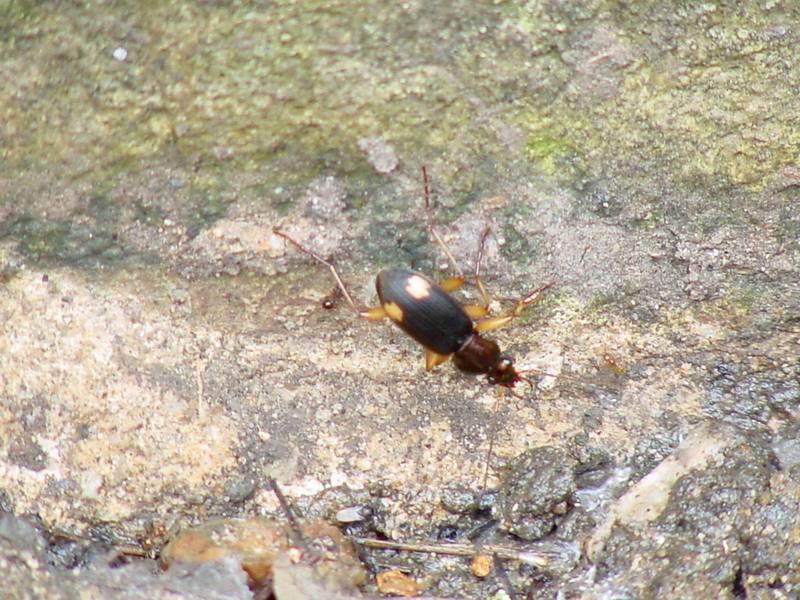 Stink bug like insect --> 먼지벌레 종류. 아마도 폭탄먼지벌레 (Bombardier beetle); DISPLAY FULL IMAGE.