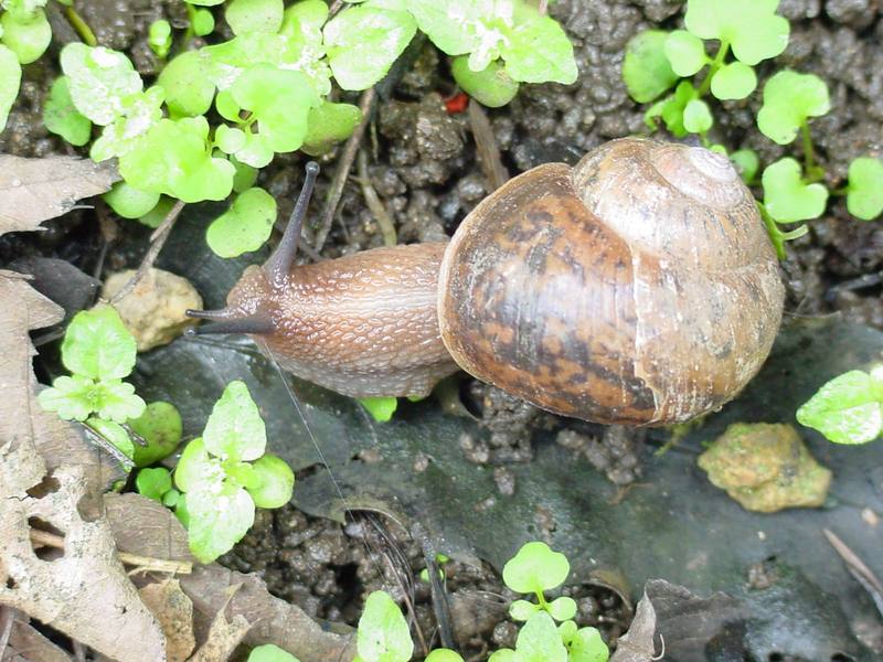 Korean Round Snail (Acusta despecta sieboldiana) {!--달팽이-->; DISPLAY FULL IMAGE.