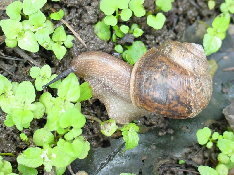 Korean Round Snail (Acusta despecta sieboldiana) {!--달팽이-->; DISPLAY FULL IMAGE.