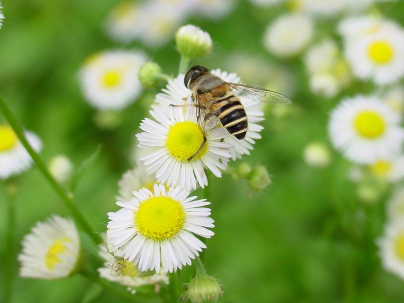 Hoverfly; DISPLAY FULL IMAGE.