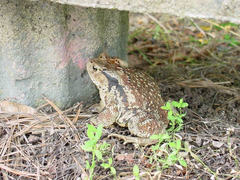 Korean Common Toad (Bufo bufo gargarizans) {!--두꺼비-->; DISPLAY FULL IMAGE.