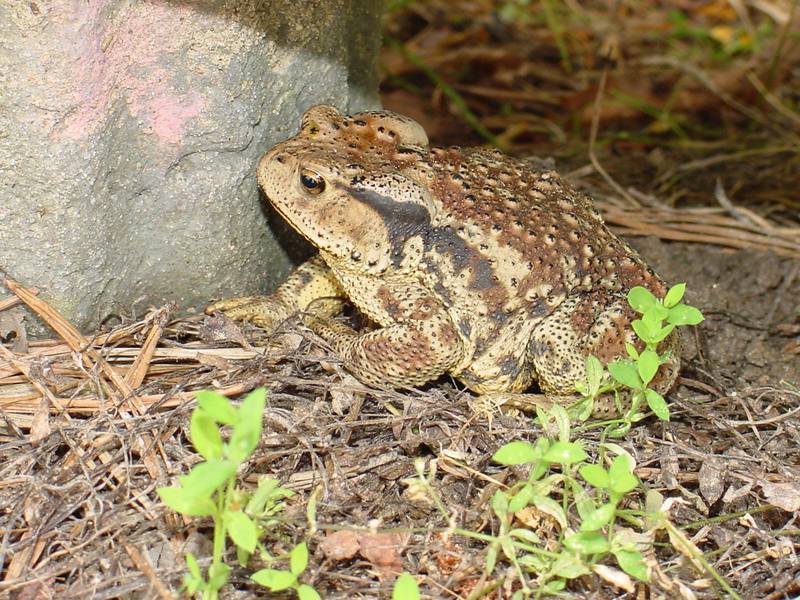 Korean Common Toad (Bufo bufo gargarizans) {!--두꺼비-->; DISPLAY FULL IMAGE.
