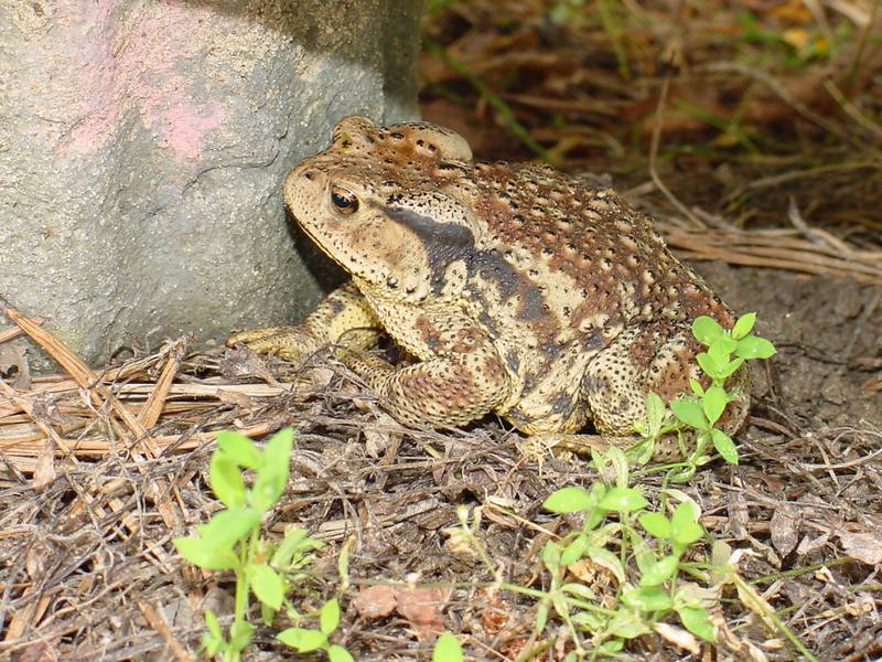 Korean Common Toad (Bufo bufo gargarizans) {!--두꺼비-->; DISPLAY FULL IMAGE.