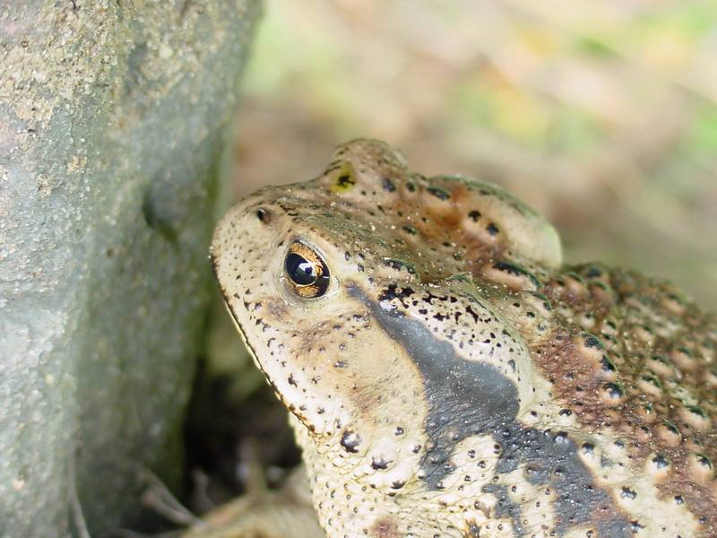 Korean Common Toad (Bufo bufo gargarizans) {!--두꺼비-->; DISPLAY FULL IMAGE.