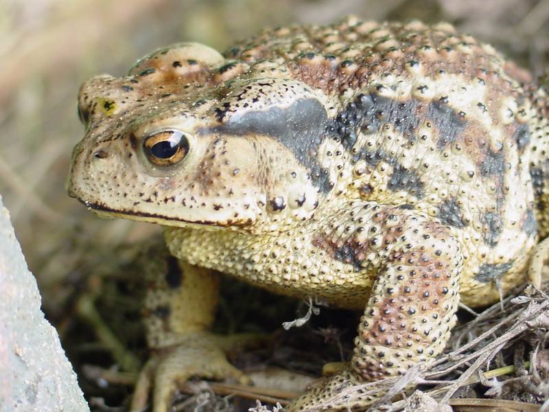 Korean Common Toad (Bufo bufo gargarizans) {!--두꺼비-->; DISPLAY FULL IMAGE.